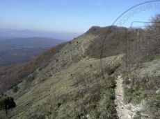 Juniperus-excelsa_Шизе_вершина_2